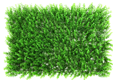 247 Eucalyptus